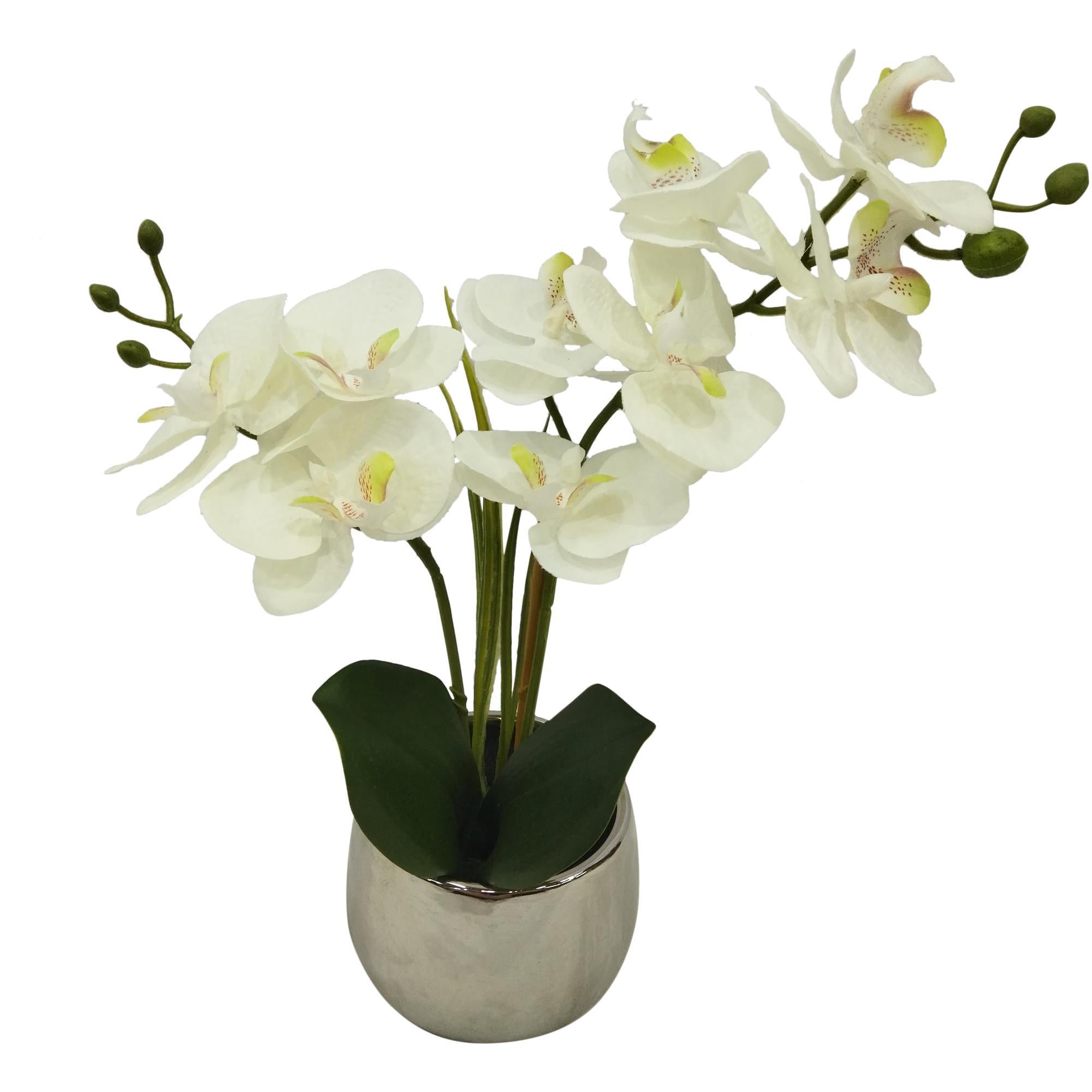 ORQUÍDEA