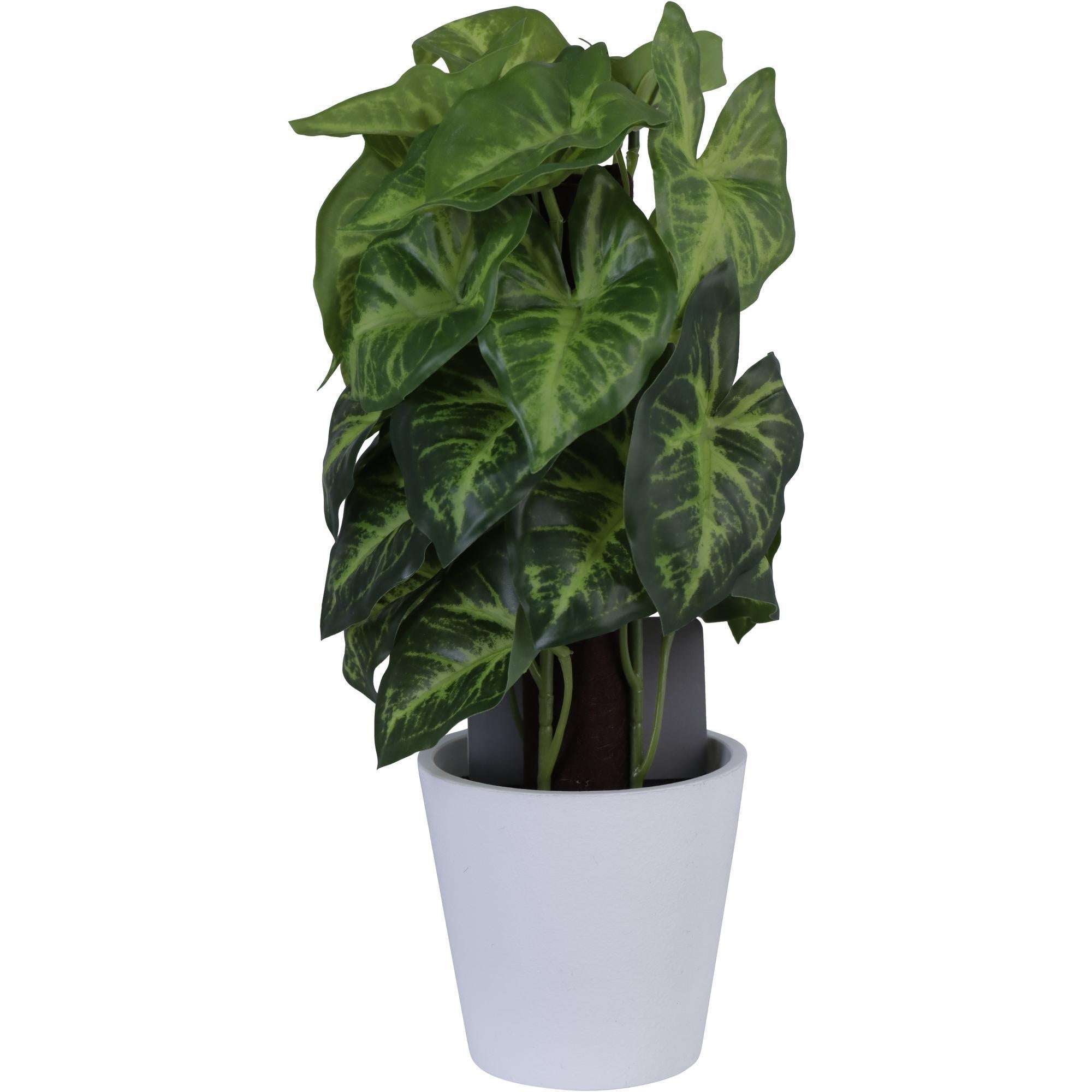 PLANTA
