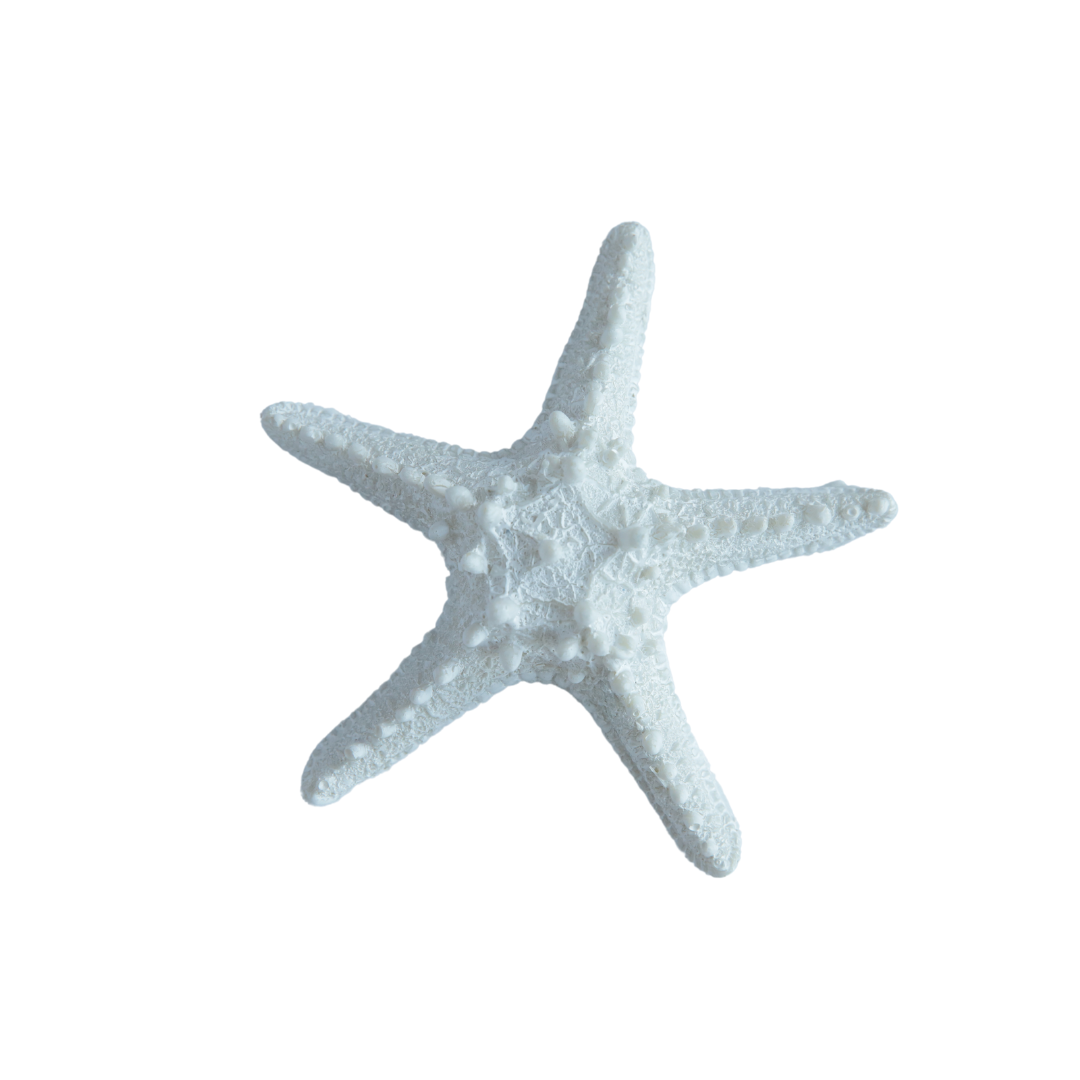 ESTRELLA MARINA DECORATIVA