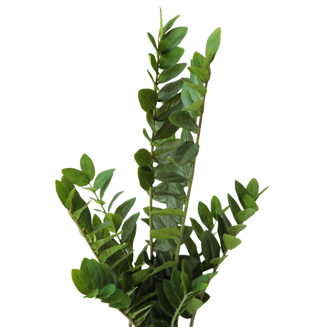 PLANTA DECORATIVA CON POTERA