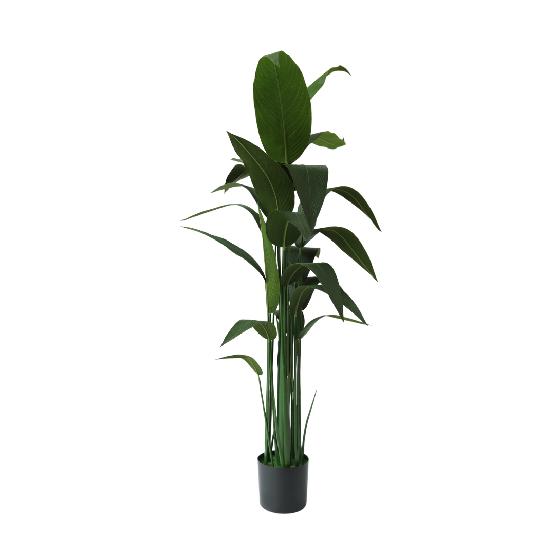 PLANTA CON POTERA