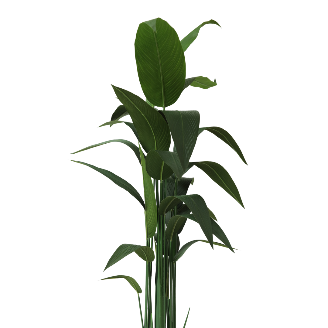 PLANTA CON POTERA
